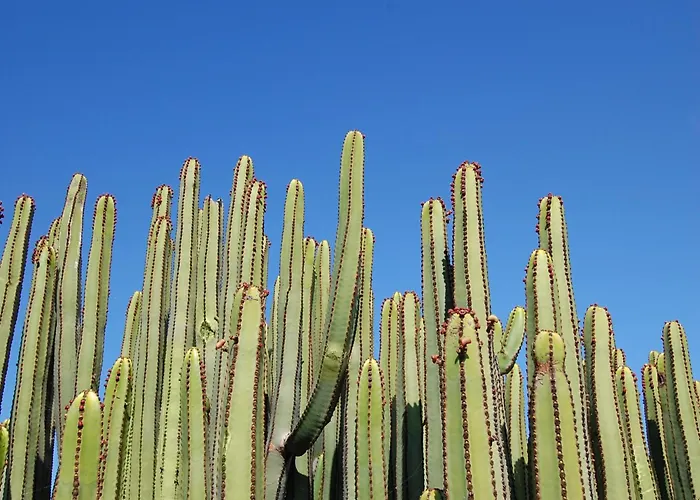 Kaiman 33 By Villagrancanaria * 大加那利岛拉斯帕尔马斯