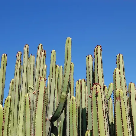 Kaiman 33 By Villagrancanaria * Las Palmas de Gran Canaria